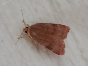 Cosmia  Lissieu 24 08 2014 005.JPG