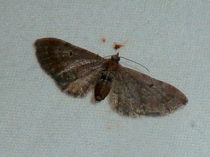 Eupithecia pusillata 465 ou Eupithecia icterata cognata 524 Lissieu 30 08 2014 064 - Copie.JPG