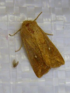 Mythimna ferrago 1436 ou Helotropha leucostigma 1290  Lissieu 30 08 2014 032.JPG