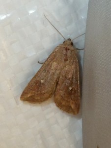 Mythimna ferrago 1436 ou Helotropha leucostigma 1290  Lissieu 30 08 2014 063.JPG