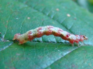 Asthena albulata.JPG