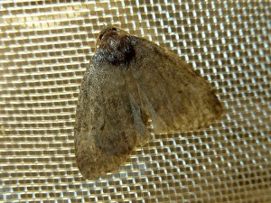 macro1 Lissieu 30 08 2014 057 - Copie.JPG