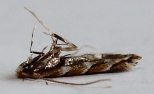 IMG_5375.JPG