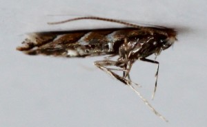 IMG_5377.JPG