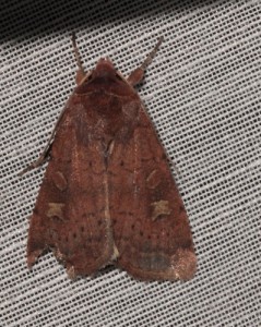 2014_09_01_002084red.JPG