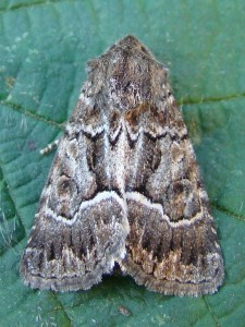 DSC01625 - Copie.JPG