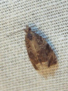 unidentified Lissieu 17 08 2014 109 - Copie.JPG