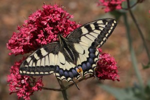 IMG_8314 - Insectes fin mai 2014 - Papilio machaon - Papilionidae bis.jpg