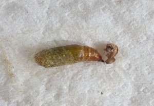 Chloroclysta siterata e.jpg