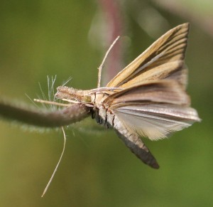 IMG_3261 - Insectes du 9.09.2014 bis.jpg
