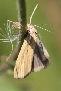 IMG_3265 - Insectes du 9.09.2014.jpg