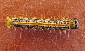 Chenille PM Septembre 2014 (3).JPG