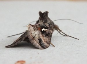 Noctuidae Autographa gamma c.jpg