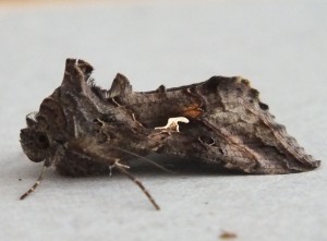 Noctuidae Autographa gamma b.jpg