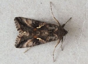 Noctuidae Autographa gamma a.jpg