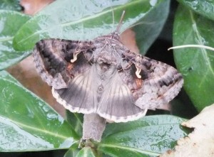 Noctuidae Autographa gamma f.jpg