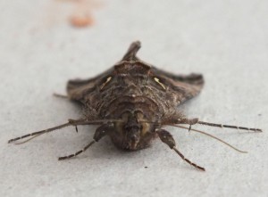 Noctuidae Autographa gamma e.jpg