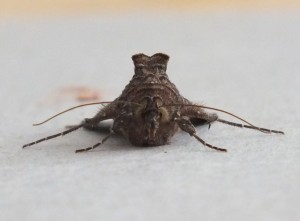 Noctuidae Autographa gamma d.jpg