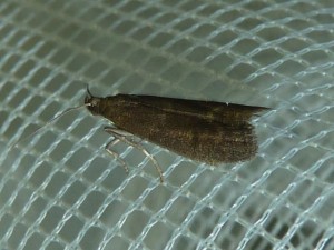 Eccopisa effractella 2878 Lissieu 06 09 2014 116 - reduced.JPG