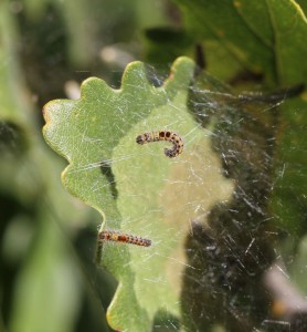 IMG_3852 - (D2) - Insectes du 12.09.2014 -.jpg