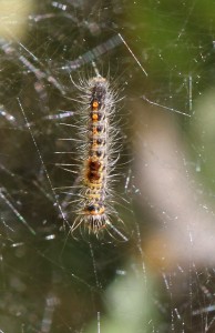 IMG_3838 - (D2) - Insectes du 12.09.2014 -.jpg