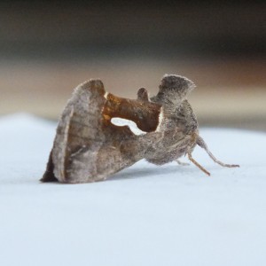 Noctuidae Macdunnoughia confusa c.jpg