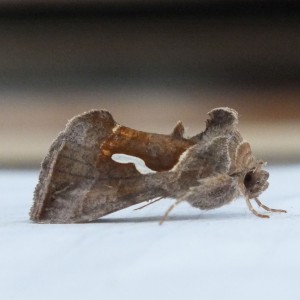 Noctuidae Macdunnoughia confusa b.jpg