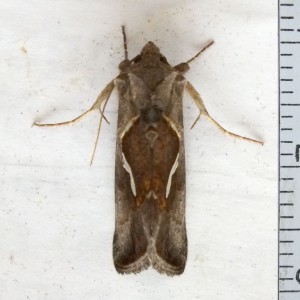 Noctuidae Macdunnoughia confusa a.jpg