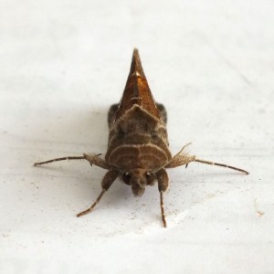 Noctuidae Macdunnoughia confusa e.jpg