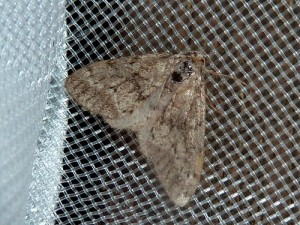 possible Nothocasis sertata 411 Lissieu 14 09 2014 013.JPG