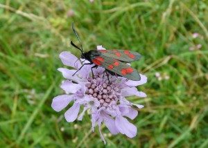 Zygène transalpine (Zygaena transalpina) - PPC.jpg