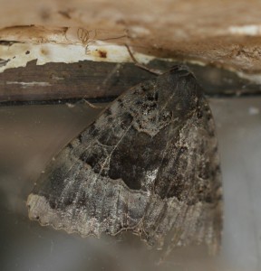 IMG_4221 - (D2) - Insectes du 16.09.2014 -.jpg