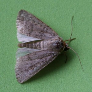 Copie de IMG_6793.jpg
