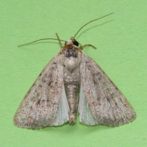 Copie de IMG_6795.jpg