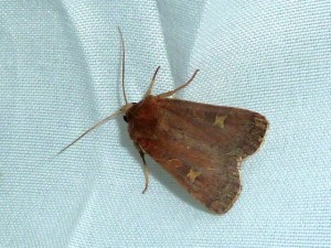 Xestia  xanthographica 1536 Lissieu 13 09 2014 090.JPG