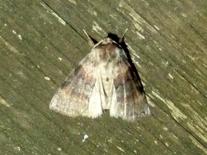 possible Abrostola tripartita 970 Lissieu 21 09 2014 029.JPG