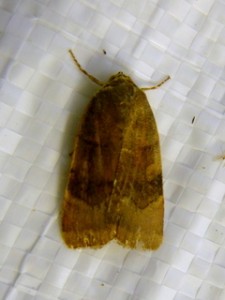 1-possible Atethmia centrago 1190 Lissieu 21 09 2014 054.JPG