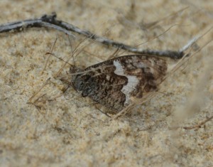 DSC_0945.JPG
