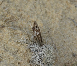 DSC_0947.JPG