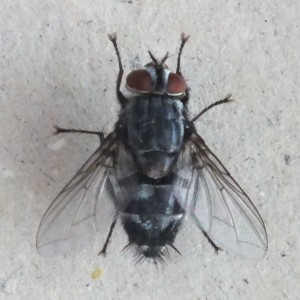 Calliphora vicina b.jpg