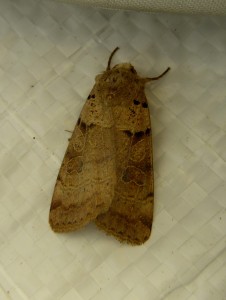 Eugnorisma glareosa 1516 ou Eugnorisma depuncta 1517 Lissieu 21 09 2014 075.JPG