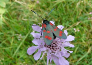 Zygène transalpine (Zygaena transalpina) 3 - PPC.jpg