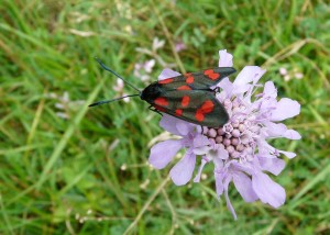 Zygène transalpine (Zygaena transalpina) 2 - PPC.jpg