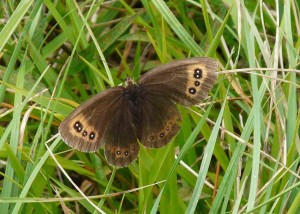 Moiré sylvicole (Erebia aethiops) - PPC1.jpg