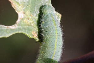 Che. Pieris rapae-0179-ppc.jpg