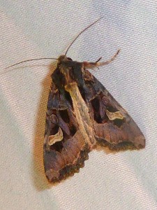 Trigonophora flammea 4521 Lissieu 27 09 2014 002 - Copie.JPG