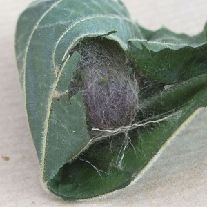 Calliteara pudibunda q.jpg