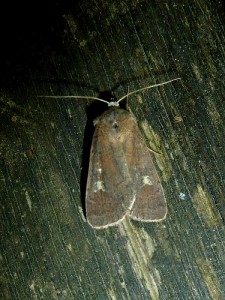 Dryobota labecula ou Diarsia brunnea 1489 Lissieu 21 09 2014 044.JPG