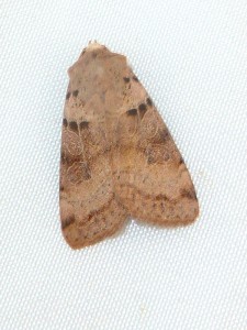 Eugnorisma depuncta 1517 Lissieu 28 09 2014 017.JPG