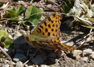 Petit nacré - Vassieux - 0309 -  PPC1.jpg